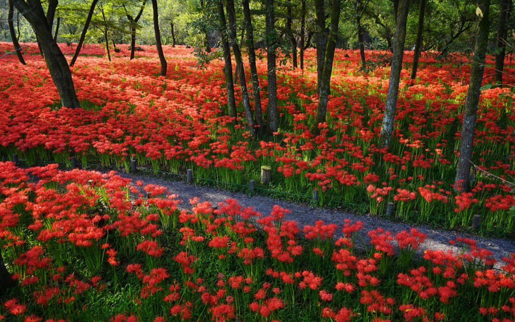 🌸 킨차쿠다 만주사화 공원 이미지 4